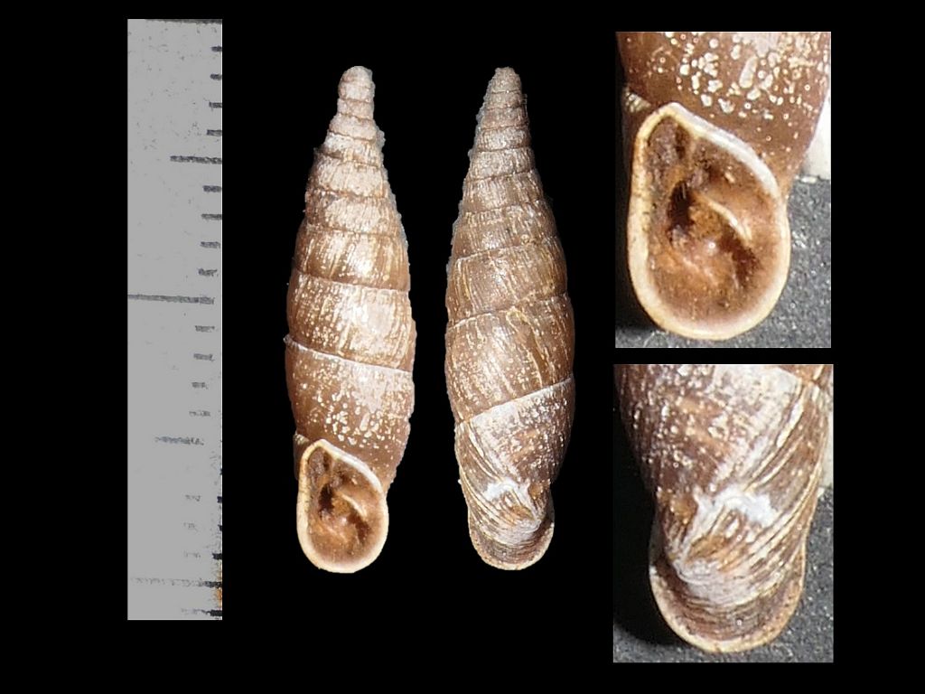 Clausiliidae dai Simbruini 8